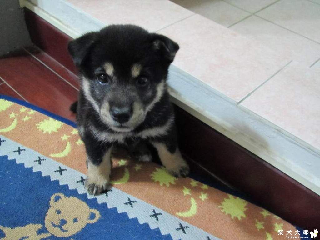 我們家puppy小時候的可愛模樣~~!(原發表者:adimus1998)(相簿)