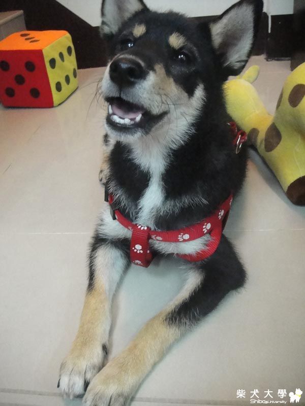 把別隻狗狗的毛咬掉一戳!!(原發表者:靈芝咪嚕)(綜合討論)