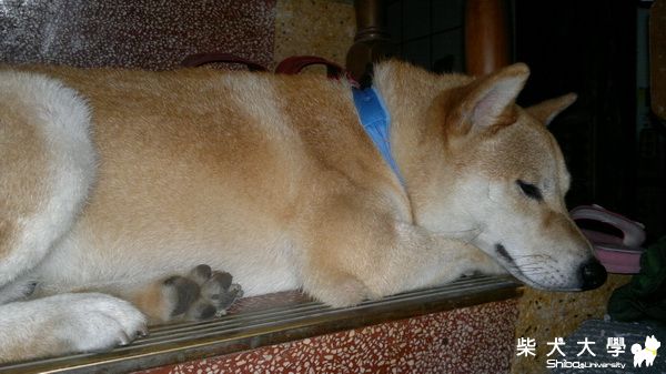 清涼一夏(原發表者:harman_pai)(相簿)