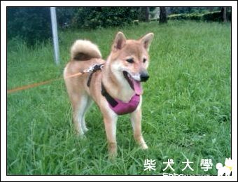 愛草美少女(原發表者:陳曉婷)(相簿)