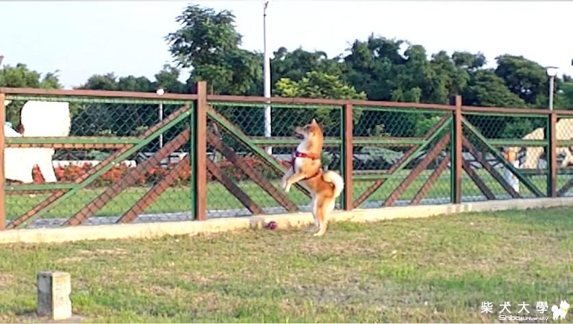 活力充沛之你丟我撿與追鳥-100.7.3(原發表者:吉谷家)(相簿)