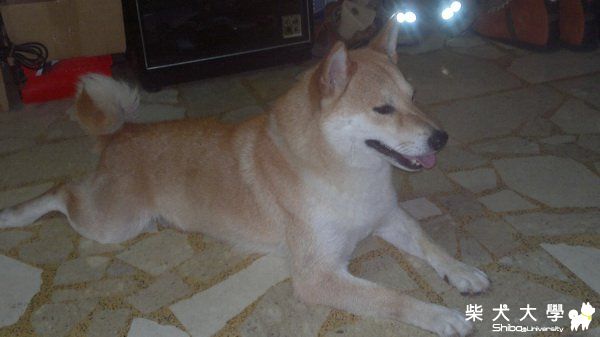 聽到鞭炮聲後躲到床沿(原發表者:harman_pai)(體能訓練)