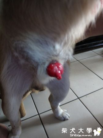 公柴柴生殖器嚴重出血(內有血腥照片，不喜勿入)(原發表者:寶弟姊)(醫療保健)