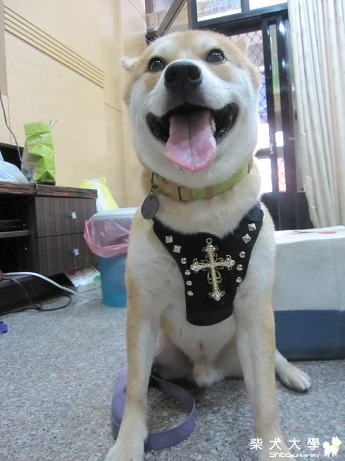 改造胸背帶(原發表者:果汁媽)(綜合討論)