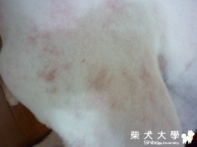 芽芽剃毛篇(原發表者:屁蛋)(相簿)