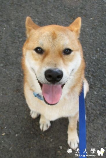 早晨散步拍拍(原發表者:MIMI&BOSS麻)(相簿)