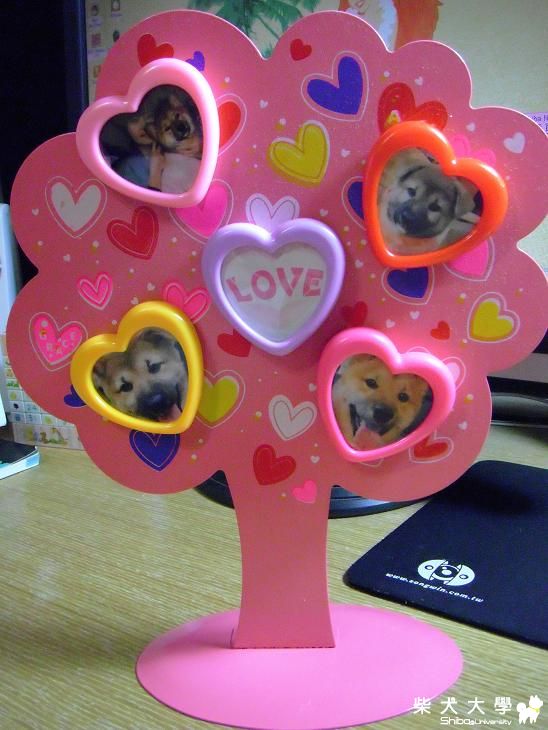 毛小孩許願樹!(原發表者:MEKI麻)(相簿)