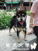 今天帶卷卷去家裡附近公園玩(原發表者:卷卷爸)(相簿)