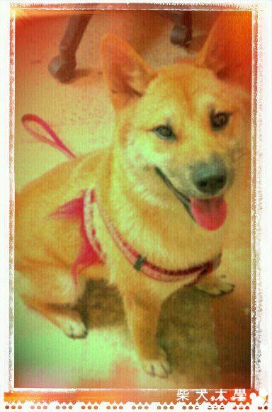 yummy 八個月大了(原發表者:ElizaWang)(相簿)