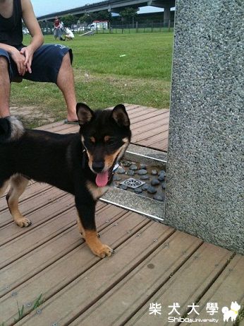 7/10/ 迎風 旺財 KENJI 巧遇~(原發表者:旺財爸)(相簿)