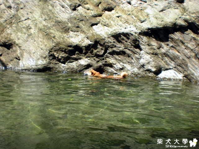 年糕車禍了(文長)(原發表者:hebe033)(綜合討論)