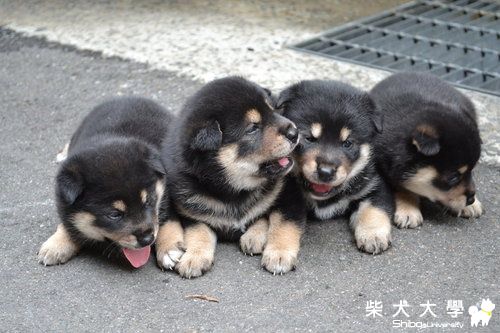 即將滿月的四小福(原發表者:scott)(相簿)