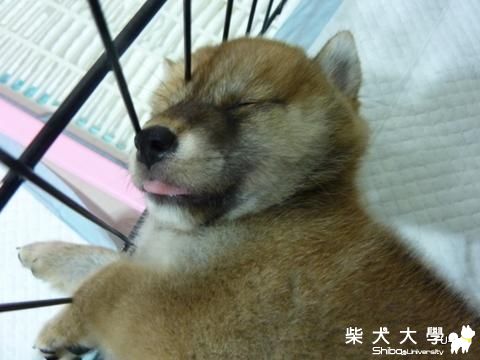 嗚咪五花八門的睡姿(幼柴)***新增0712***(原發表者:judy0809)(相簿)