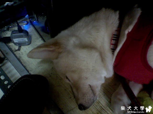 蛋白 底迪 小時候&現在的照片(原發表者:yaya72002)(相簿)