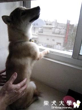 最近都在下雨...(原發表者:采柴家)(相簿)