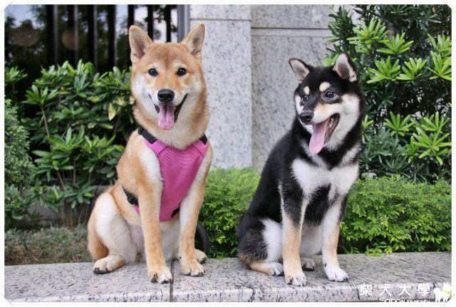 圓~仔~相聚(原發表者:陳曉婷)(相簿)