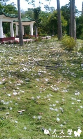 Q匠  Mico 每天散步的小山丘(原發表者:雨過得彩虹)(相簿)