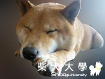 yuki妹妹新照-睡像(原發表者:小雪姐)(相簿)