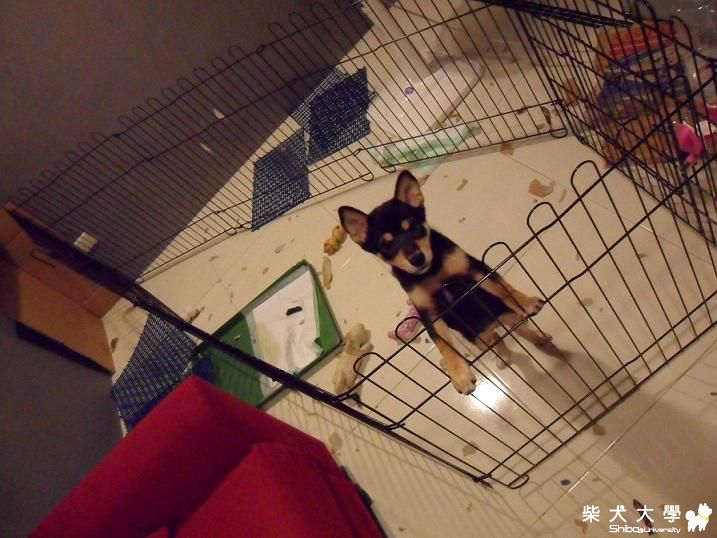 改掉引起爭議的標題，我們真的沒有怪狗狗的意思...(原發表者:波妞麻)(綜合討論)