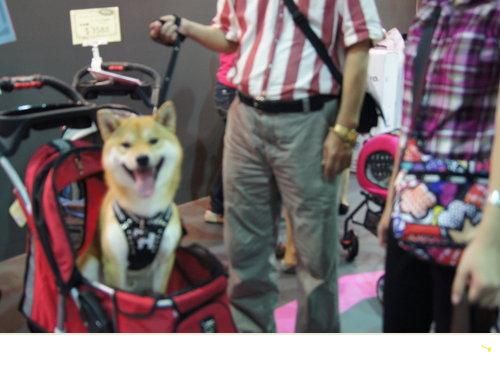 2011台北寵物展&寵物公園的早晨&冷涼圍巾(原發表者:吉谷家)(綜合討論)