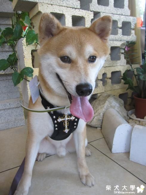 717台南大雨Q趴--果汁篇(原發表者:果汁媽)(相簿)