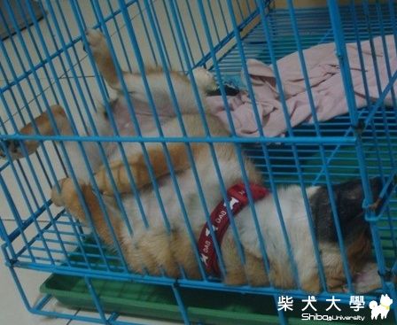 UNO受傷了....(原發表者:小UNO麻)(醫療保健)