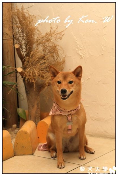 生日趴也要拍不停(原發表者:財妹拔拔)(相簿)