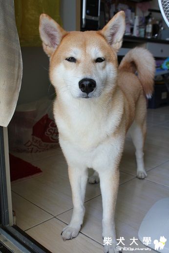 颱風天不能出門秋(原發表者:阿秋爸)(相簿)