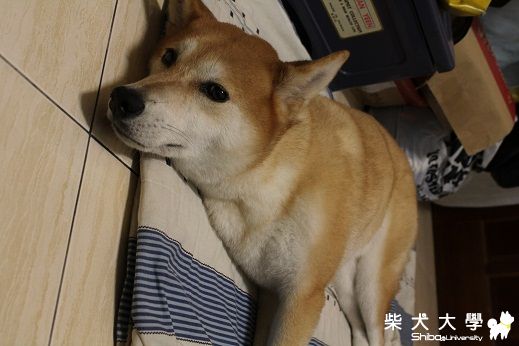 阿秋到底有多大(原發表者:阿秋爸)(環境管理)