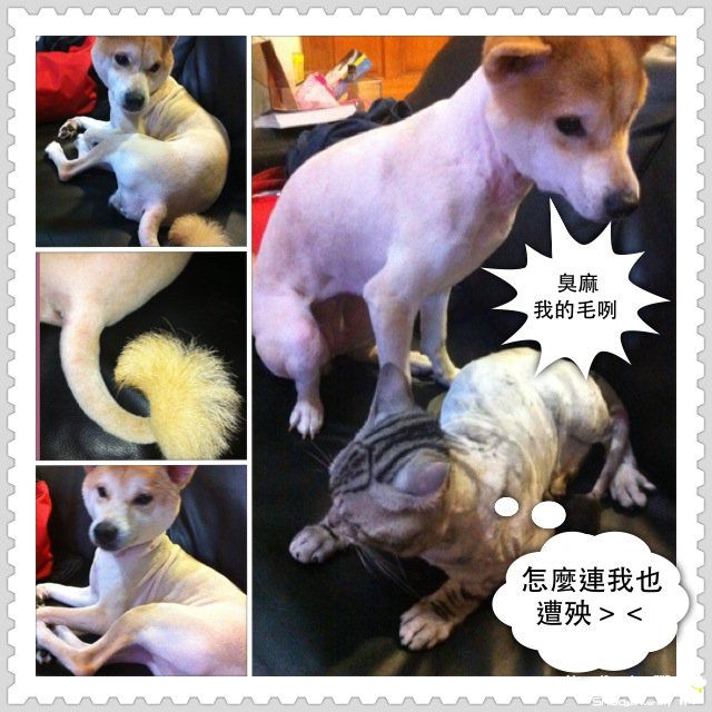 KURI憂鬱了(原發表者:KURI麻)(綜合討論)