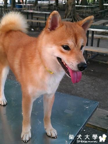 2011.07.03 Q匠南州公園遊(原發表者:雨過得彩虹)(相簿)