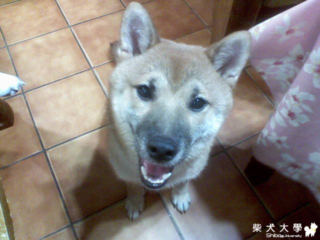 底迪 會不會太小?(原發表者:yaya72002)(環境管理)