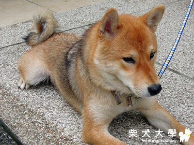 抽血檢查(7/25檢查報告出爐~)(原發表者:球球的爹)(醫療保健)