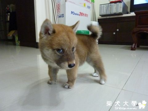 怒瞪相機的UMI(原發表者:judy0809)(相簿)