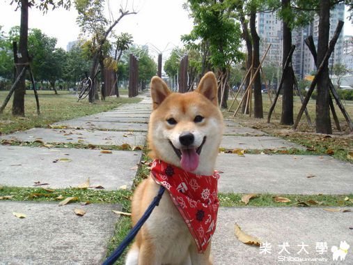 Q匠.  Mico.  公園遊(原發表者:雨過得彩虹)(相簿)