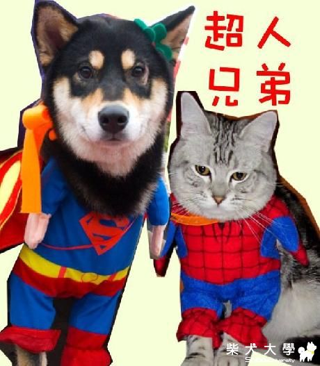 超人兄弟照&歐歐媽媽推薦的超舒服涼墊(原發表者:Eagle姊)(綜合討論)