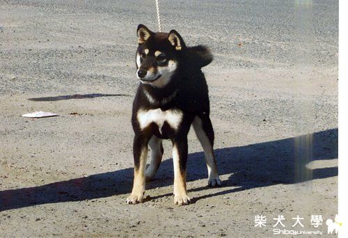 最近剛剛購入的日產柴犬(原發表者:james)(綜合討論)