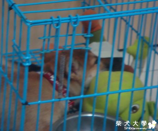 UNO美眉的腳好多囉~~(原發表者:小UNO麻)(醫療保健)