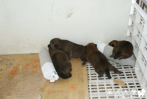 冰枕好消暑(原發表者:shinjr571)(綜合討論)