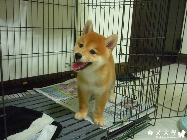 Q匠.   Mico.  回顧小時候(原發表者:雨過得彩虹)(相簿)