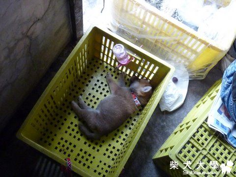 UMI葡萄田寮仔~作葡萄遊(原發表者:judy0809)(相簿)