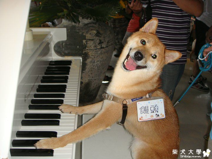 柴犬界的周杰倫(原發表者:饅頭爸)(相簿)