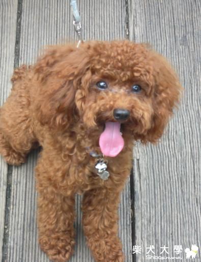 南庄行(原發表者:棕柴)(相簿)