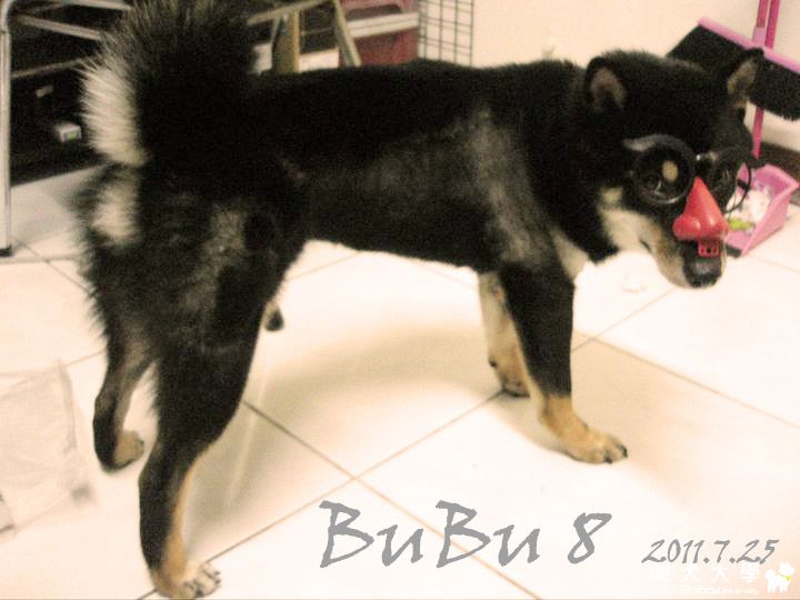 對不起...我愛搗蛋(原發表者:阿助)(相簿)