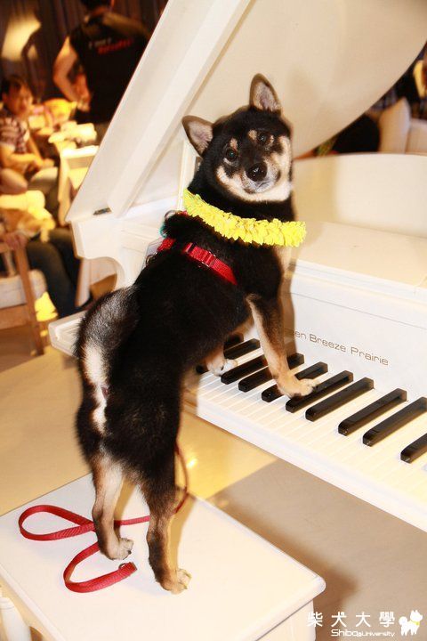 20110724綠風生日趴花絮(原發表者:たけ拔麻)(相簿)