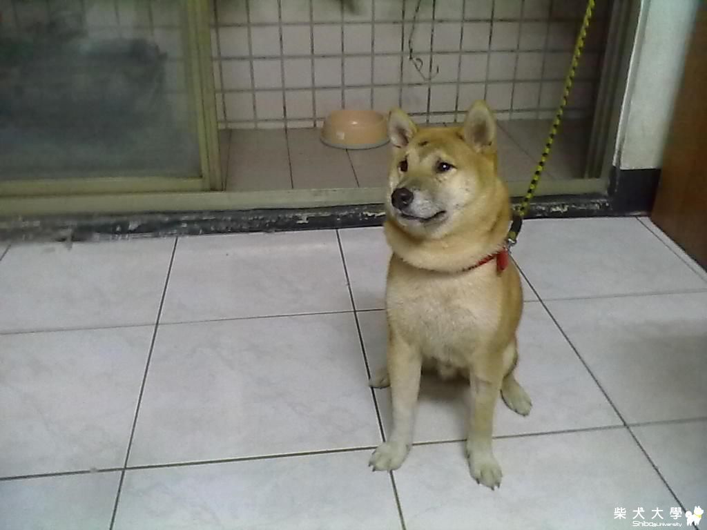 康復後的Avai(年糕)(原發表者:hebe033)(相簿)