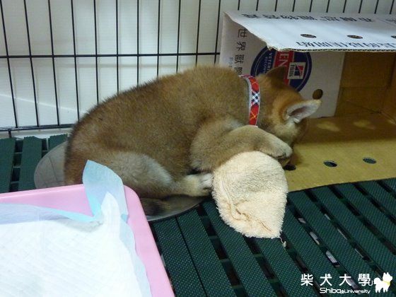 自從UMI有了冰枕......(原發表者:judy0809)(綜合討論)