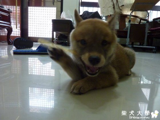 UMI說~牛皮脆笛酥真的很好吃!!!(原發表者:judy0809)(相簿)