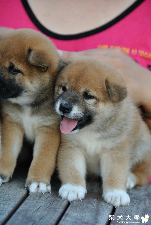 牛奶生的三小柴快滿2個月了 分享滿月的照片(原發表者:天生神準)(相簿)