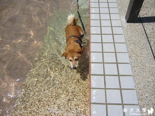 7/23柏林俱樂部 果汁玩水篇(原發表者:果汁媽)(相簿)